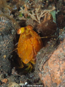 golden mantis shrimp by J. Daniel Horovatin 